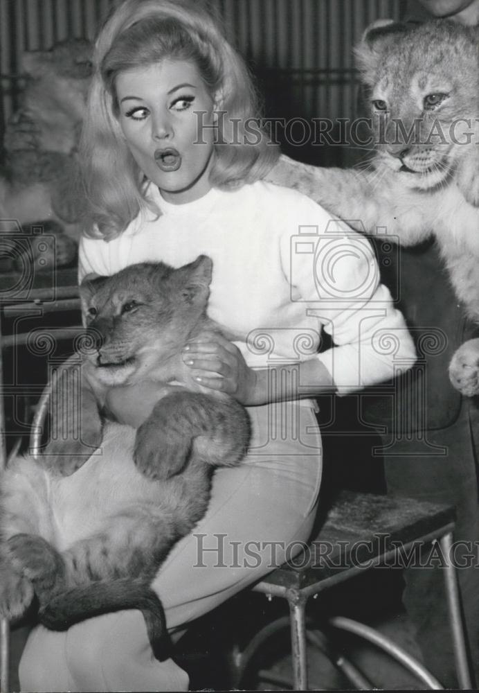 1963 Press Photo Birgit Bergen with Lion cubs in Munich Germany - Historic Images