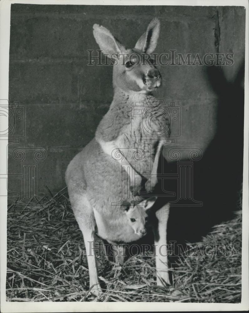1960 Press Photo Baby Joey Kangaroo Nicholas Named After Bardot Chester Zoo - Historic Images