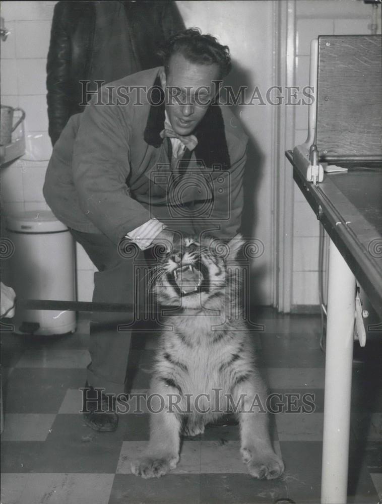 1958 Press Photo Tiger ATU from the Munich Circus - Historic Images