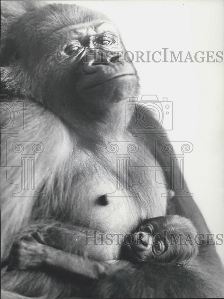 1971 Press Photo Goma, A Basel-Born Gorilla With Her One Day Old Baby - Historic Images