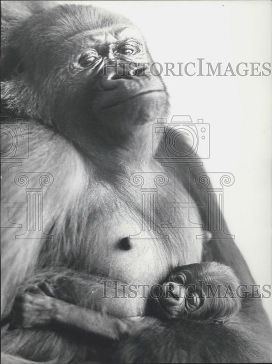 1971 Press Photo Goma, A Basel-Born Gorilla With Her One Day Old Baby - Historic Images