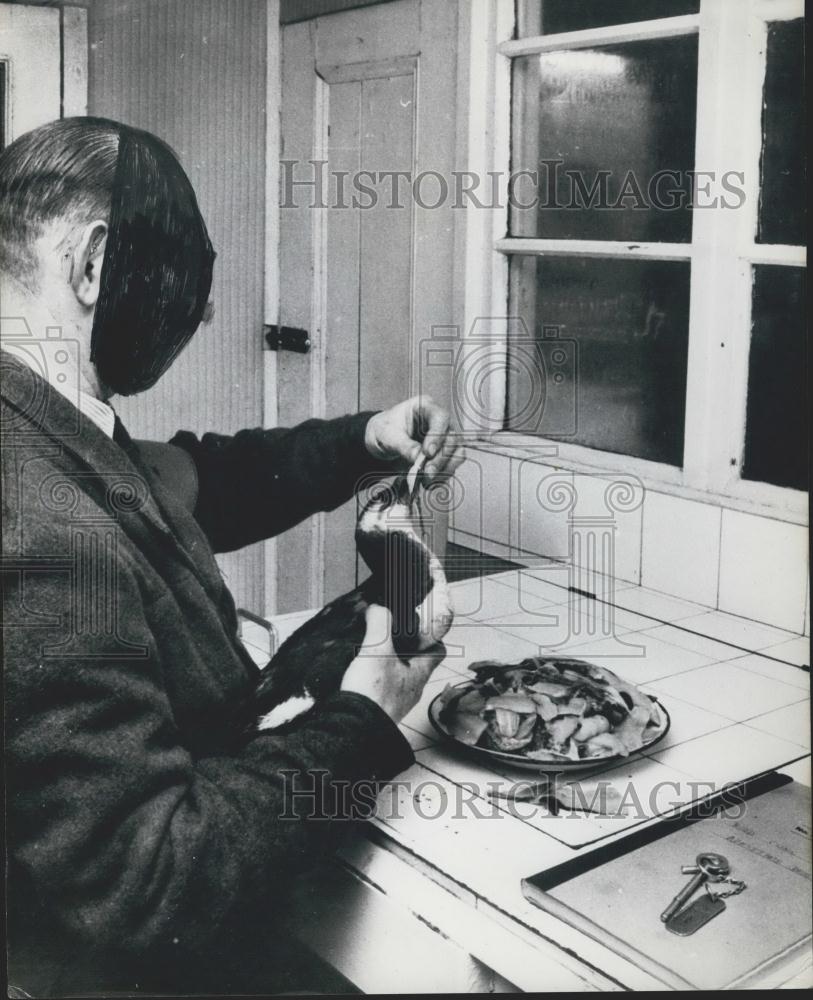Press Photo of a man feeding a razor-bill seabird - Historic Images