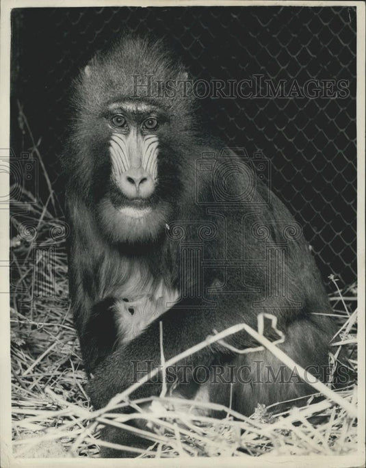 1956 Press Photo London Zoo's baboon mother and baby - Historic Images