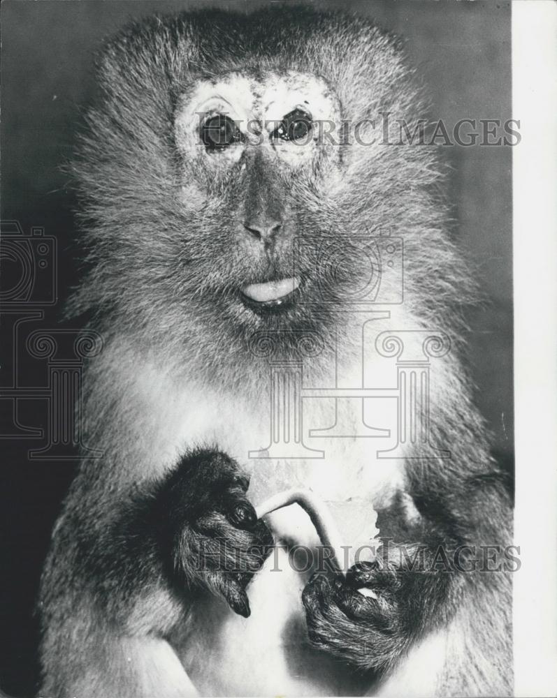 Press Photo Zoo at Basle,Java-ape "Lombok " - Historic Images