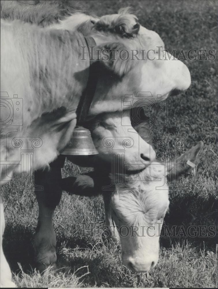 1969 Press Photo Three Calfs sunning and eating - Historic Images