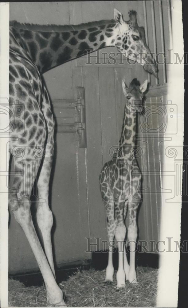 1958 Press Photo John the baby Giraffe at the London Zoo - Historic Images