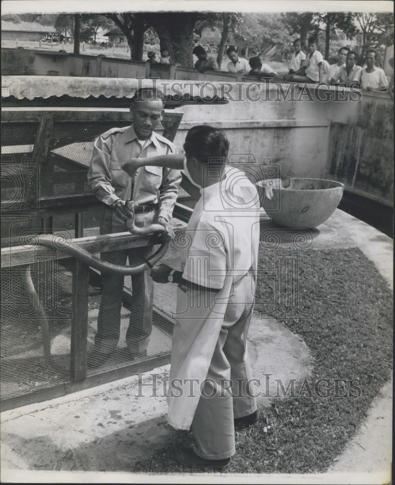 Press Photo Force feeding a King Cobra - Historic Images