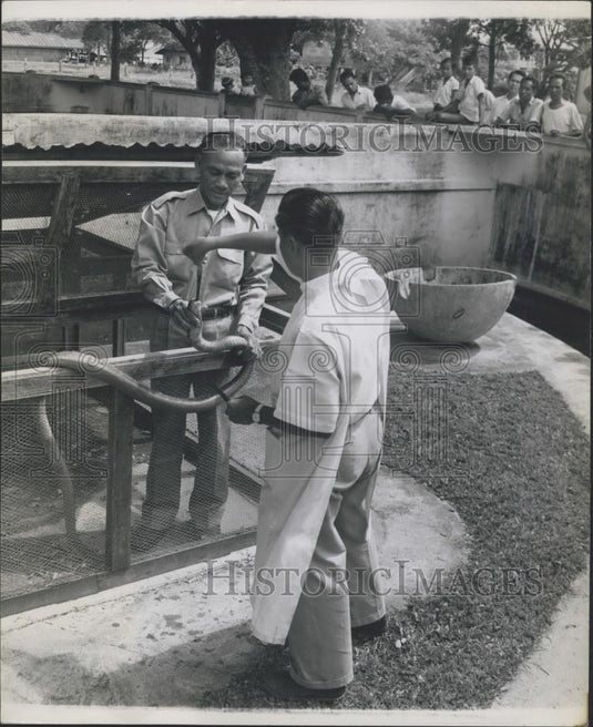 Press Photo Force feeding a King Cobra – Historic Images
