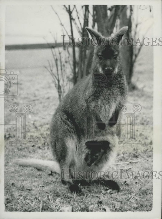 Press Photo Wallaby At Whipsnade Zoo - Historic Images