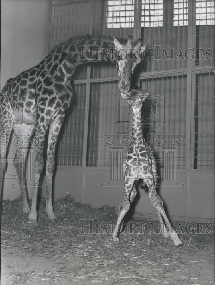 1959 Press Photo Otto and Lotta welcome their baby Ngoro at the Frankfurt Zoo - Historic Images