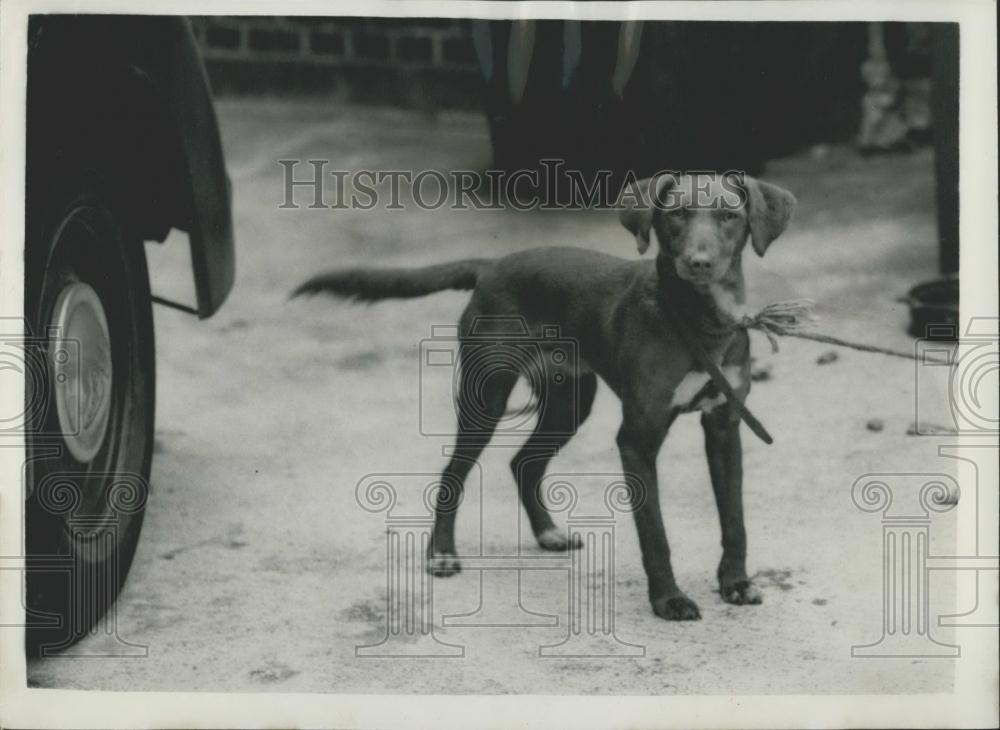 1957 Press Photo Police Search For Murderer Of Edwin Taylor - Historic Images