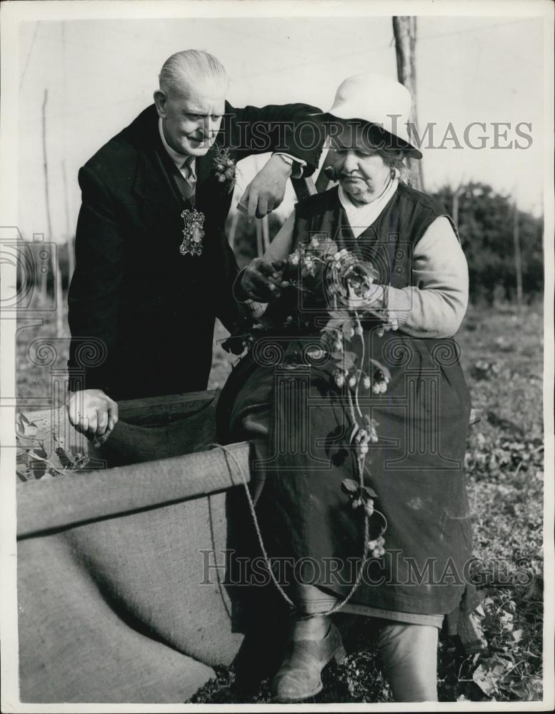 1953 Press Photo Mayor of Nethnal Green, Councillor F. Sanders picks hops - Historic Images