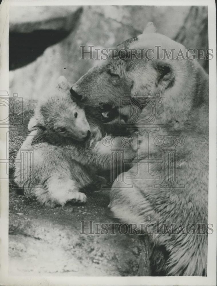 Press Photo Bears, Stockholm Zoo - Historic Images