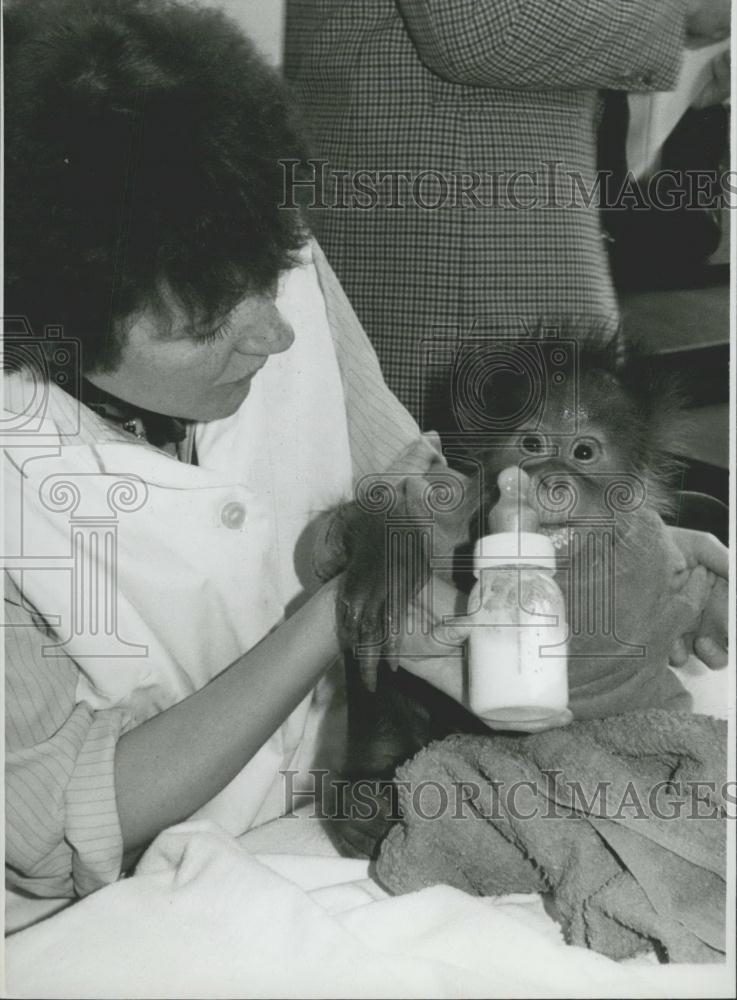 Press Photo Orangutan baby in Munihc/West Germany - Historic Images