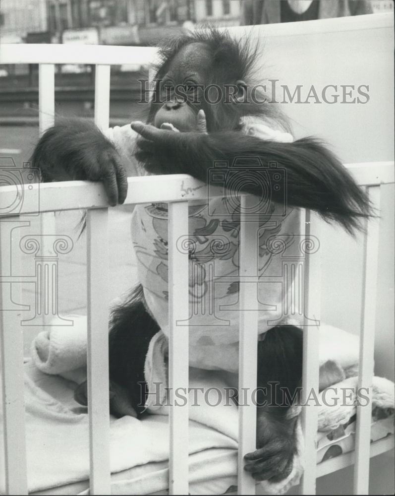 1974 Press Photo Cody, The &#39;Talking&#39; Orang-Utan, Standing In A Baby&#39;s Cot - Historic Images