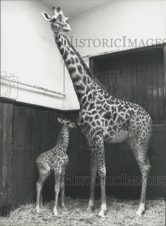 1980 Press Photo Giraffe baby and mom at Basel Zoo in Switzerland - Historic Images