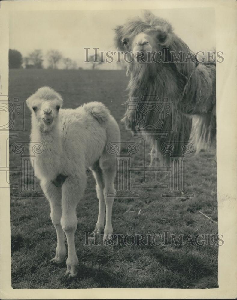 1957 Press Photo Whipsnade Zoo Has Four New Baby Camels - Historic Images