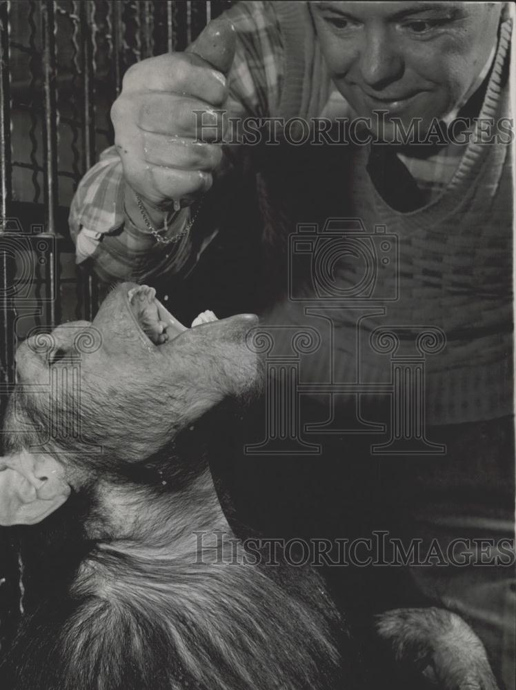 Press Photo Chimp Gets Drops of Orange Juice While Getting Teeth Checked - Historic Images