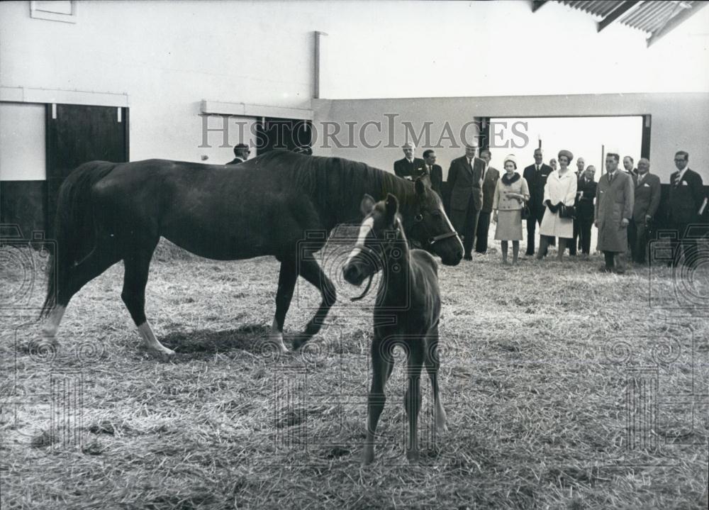 1967 Press Photo H.M. The Queen looks at young foal and its dam - Historic Images