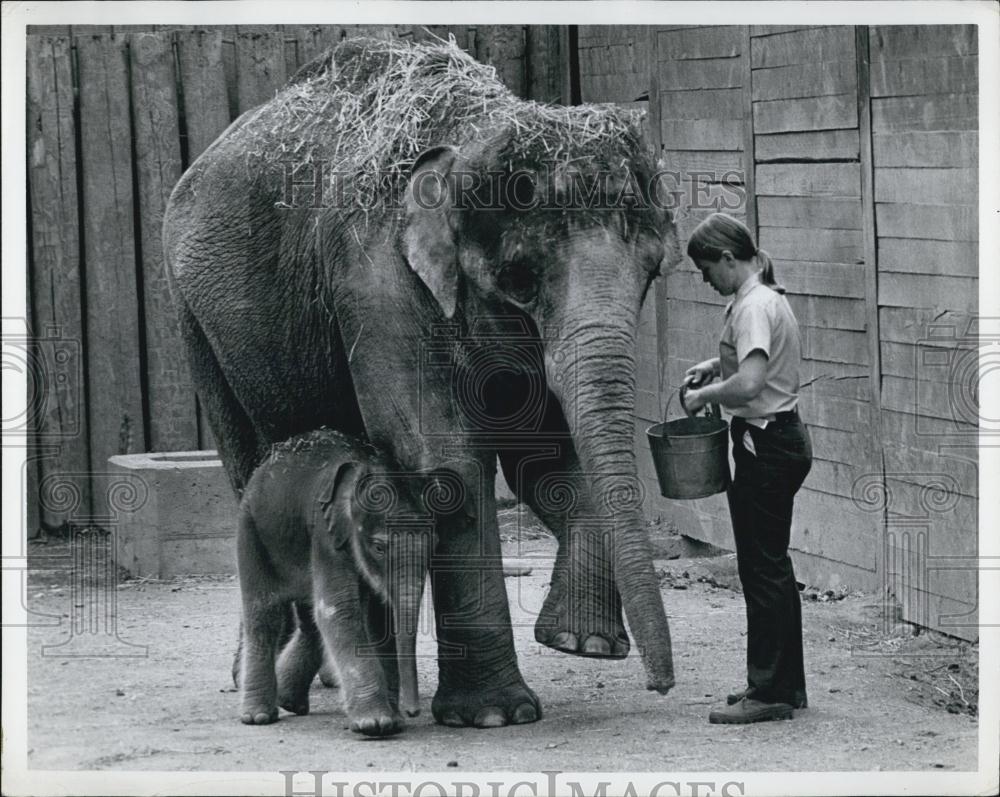 Press Photo Zookeeper Feeds Mother Baby Elephants - Historic Images