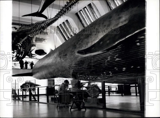 Press Photo youngsters sketch a close-up of part if a whale - Historic Images