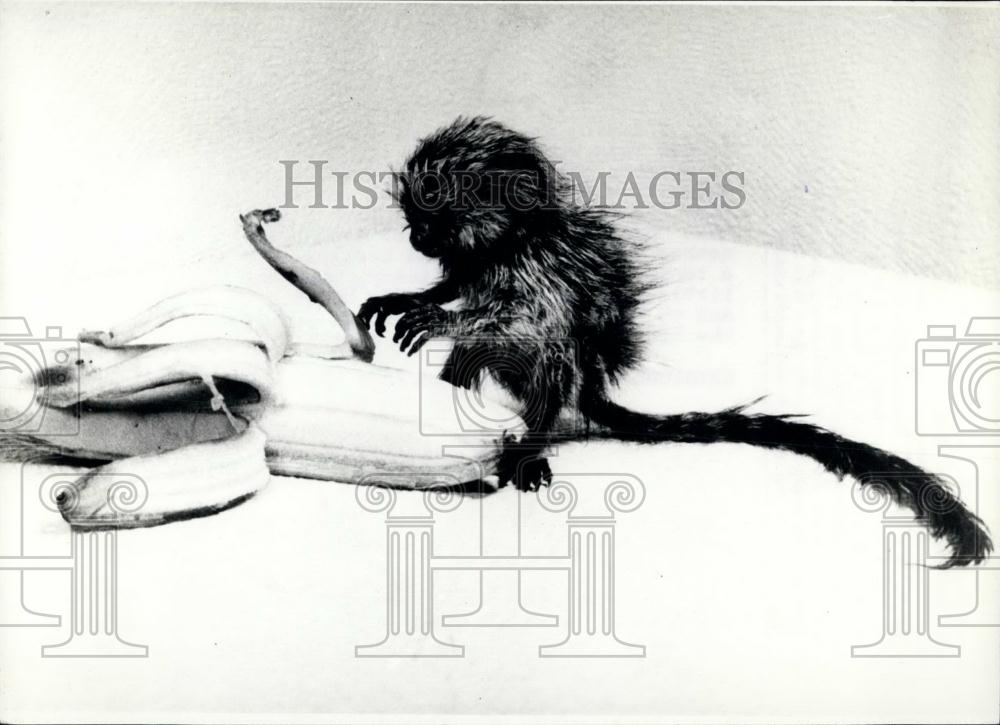 Press Photo Monkey Eating Banana - Historic Images