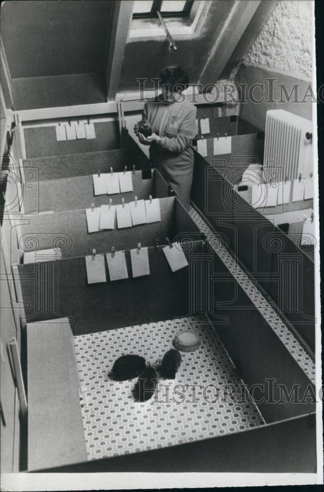 Press Photo animal testing unit with animals and woman - Historic Images