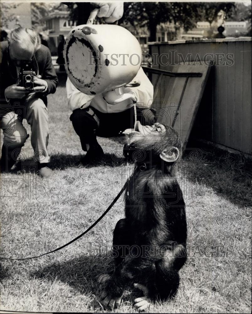 1964 Press Photo Chimps Tea Party At The Zoo - Historic Images