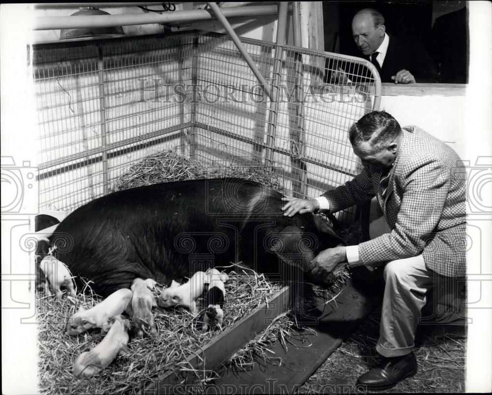 Press Photo Mother pig and her 13 babies - Historic Images