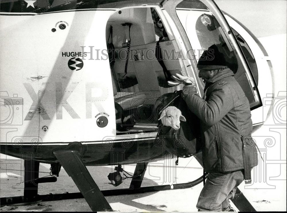 1981 Press Photo Sheep rescued from deep snow in alps of Glarus - Historic Images