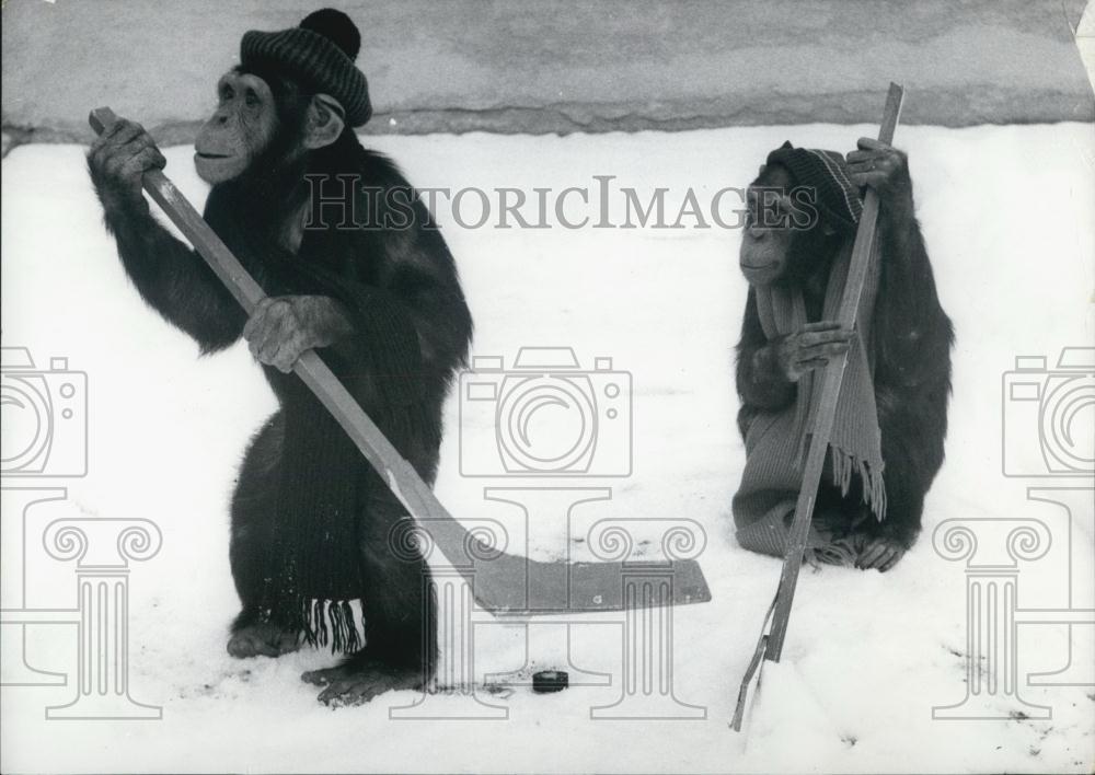 1971 Press Photo Chimpanzees play ice hockey - Historic Images