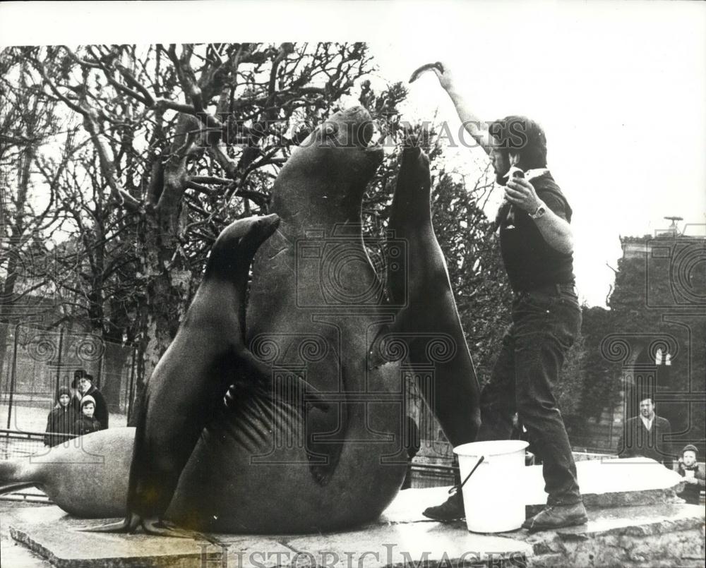 1970 Press Photo Stuttgart zoo Wilhelma&quot; Sea Lions And Elephant Eat&quot; - Historic Images