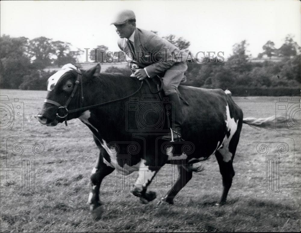 Press Photo Man Riding Cow - Historic Images