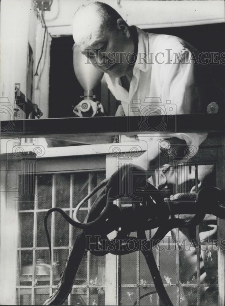 Press Photo The Fukuchan restaurant in Tokyo serves only snakes - Historic Images