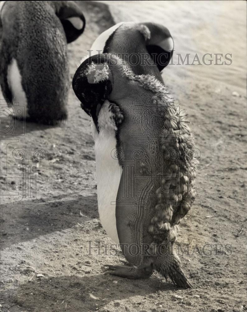 Press Photo Molting King Penguin Whipsnade Zoo - Historic Images