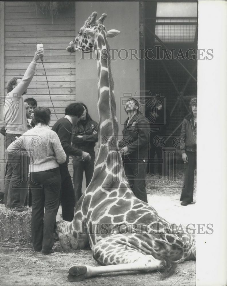 1977 Press Photo Marwell Zoological park near Winchester,Giraffe and vets - Historic Images