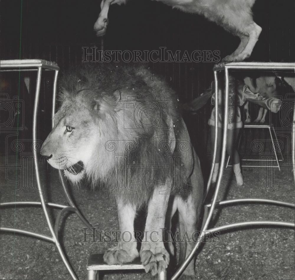 1965 Press Photo Young Goat Alice Leaps Over Lion in Orland Orfei Circus&quot; - Historic Images