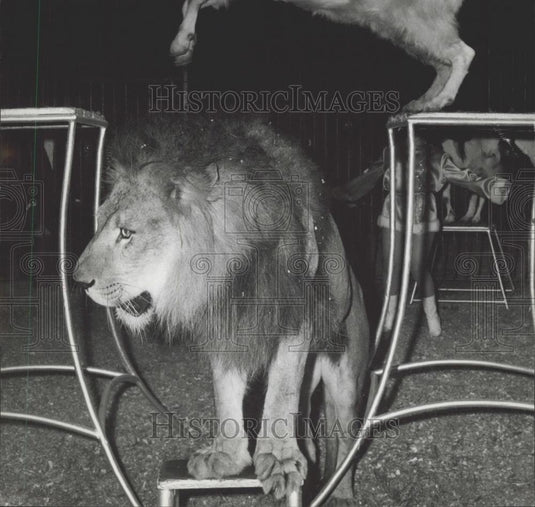 1965 Press Photo Young Goat Alice Leaps Over Lion in Orland Orfei Circus" - Historic Images
