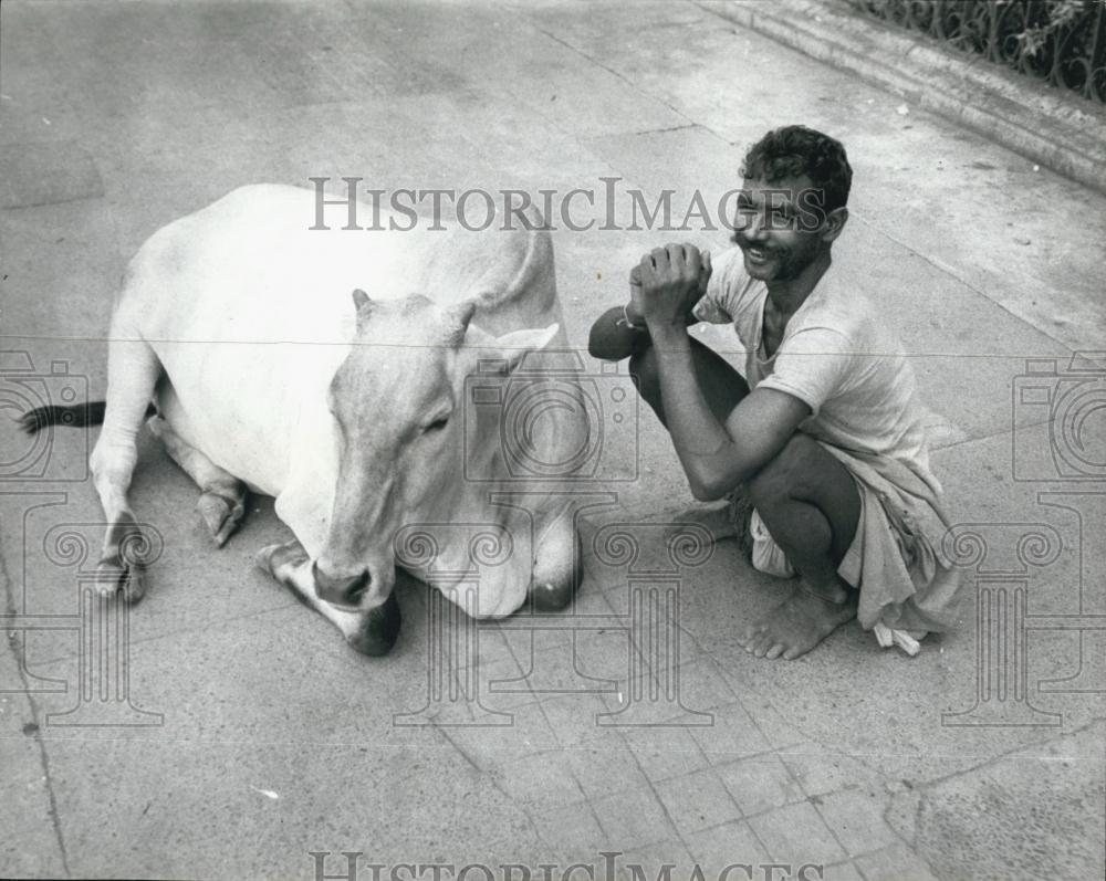 Press Photo Calcutta&quot; Bongali and a cow - Historic Images