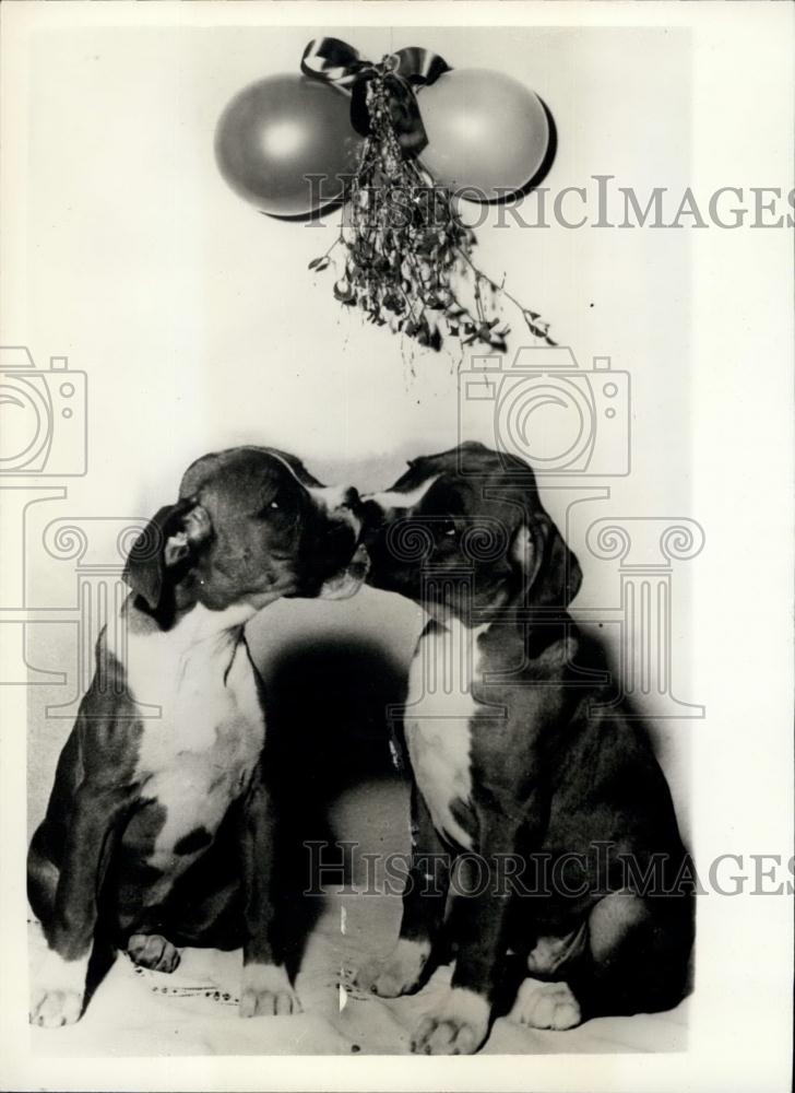 Press Photo Boxer Puppies with Mistletoe at Hadley wood - Historic Images