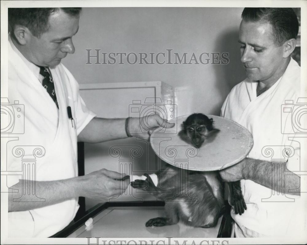 Press Photo Two men looking at a Monkey - Historic Images