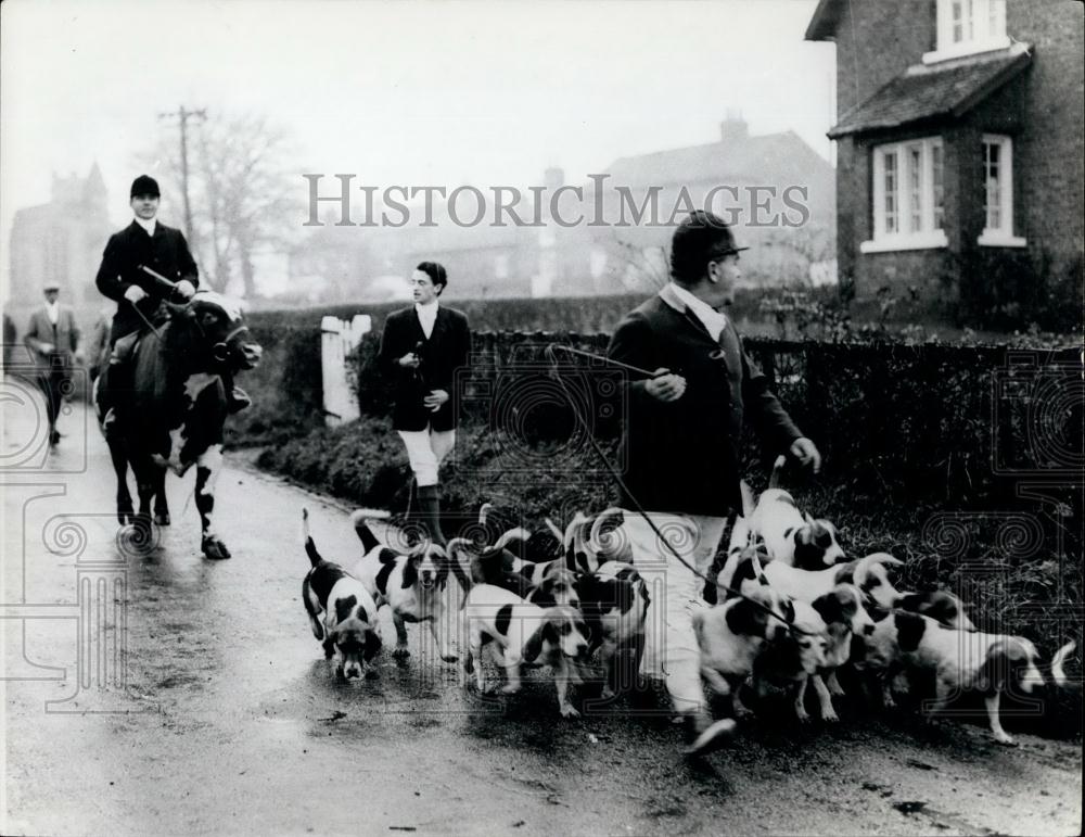 Press Photo Man Riding Cow - Historic Images