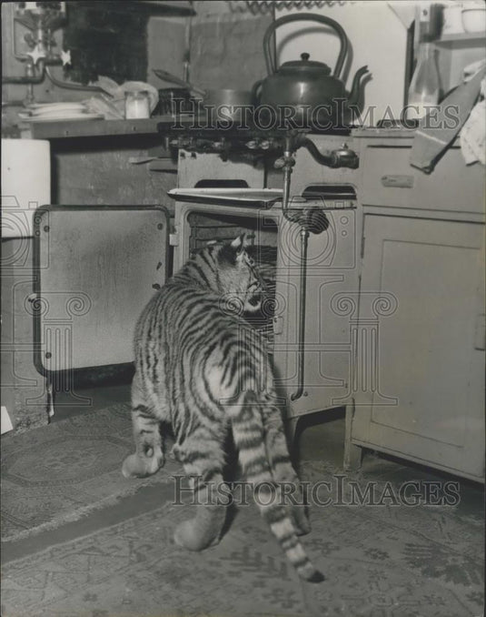1962 Press Photo London Zoo's hand-Reared Tiger Cub - Historic Images