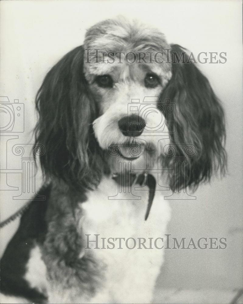 Press Photo Toby the Spaniel and Poodle mix - Historic Images