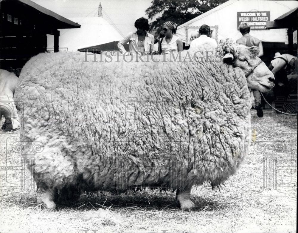 1976 Press Photo Romney ram entered in the Royal Sow at Stoneleigh - Historic Images