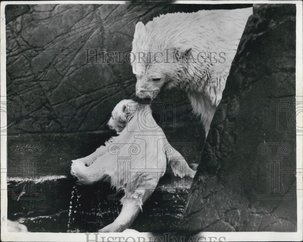 Press Photo London Zoo Polar bear Pulling Baby Out Of Water - Historic Images