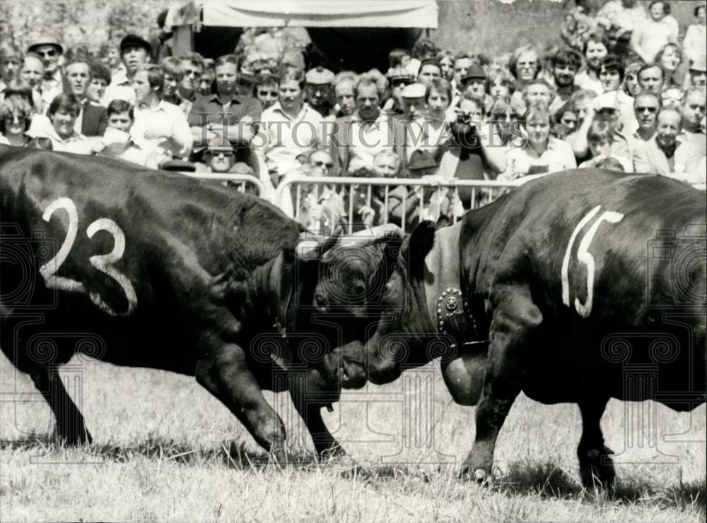 1981 Press Photo Swiss Cows Wrestling - Historic Images