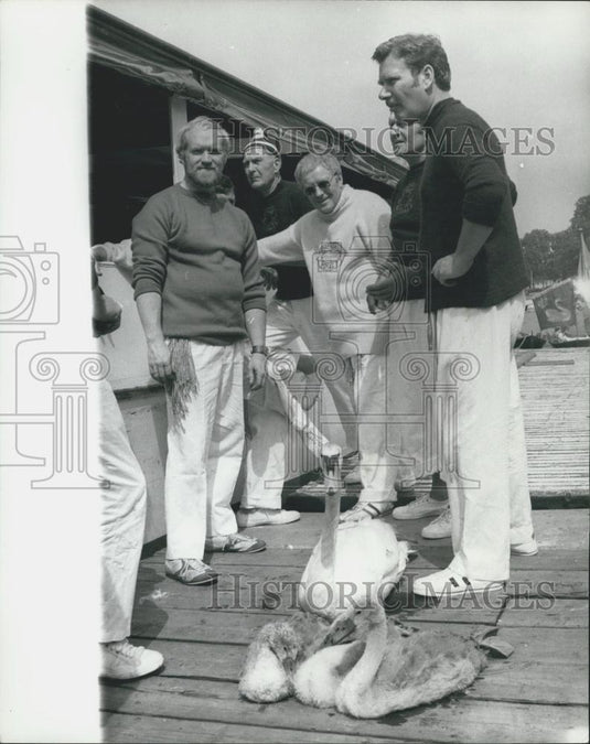 1978 Press Photo Annual Swan Upping Expedition Mother Swans Cignets Thames River - Historic Images