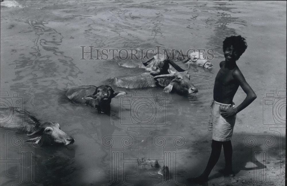 Press Photo Water-buffalo tender looks after his charges in India - Historic Images