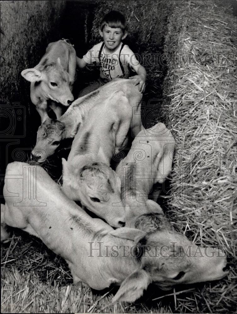 1973 Press Photo Jakob Weber in Wohlen, canton Aargau Quint Cows - Historic Images